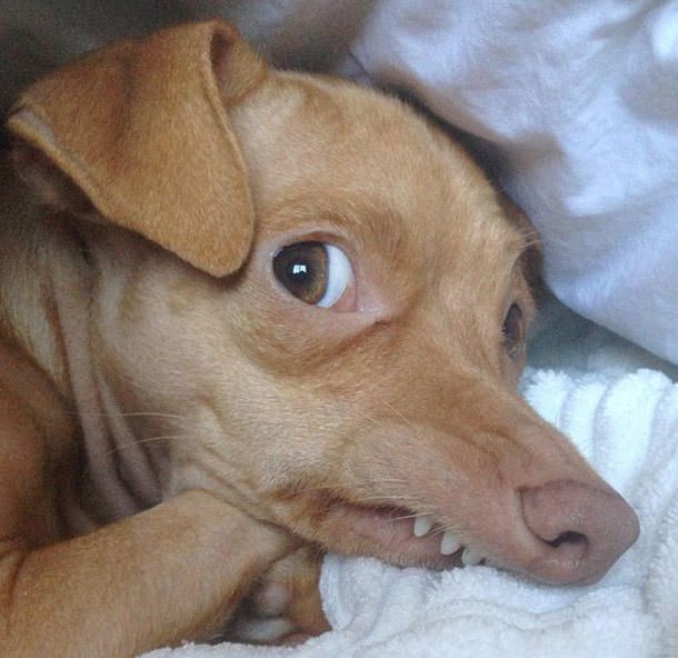 Tuna-Underbite-Dog